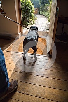 Dog waiting for a walk.
