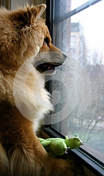 Dog Waiting at Window