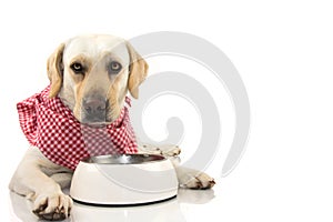 DOG WAITITNG FOR EAT. LABRADOR RETRIEVER WEARING A RED CHECKERED NAPKIN OR BANDANA WITH EMPTY BOWL, ISOLATED SHOT AGAINST WHITE