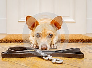 Dog waits at door for a walk