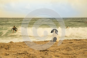 Dog waits for his buddy surfer. Lifeguard!