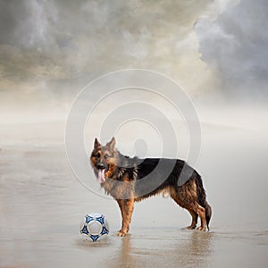 Dog Waits for His Friend to Play Football