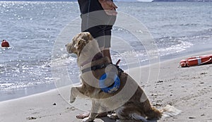 Dog waits for instructions from the trainer