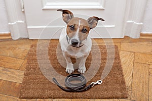 Dog waits for walking with leash