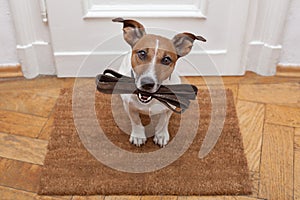 Dog waits for walking with leash