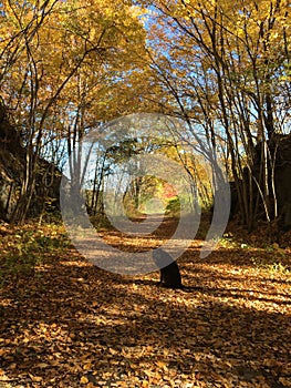 Dog on a walk