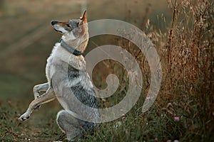 Dog on a walk