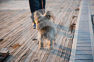 Dog on the walk