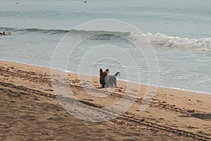 Dog on walk on autumn beach. Santa Marinella, Italy