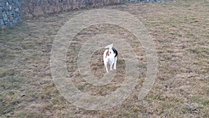 A dog on a walk in a dog park. Hound in a dog park. Beagle dog sniffing grass. Concept of playing dog, love for animals