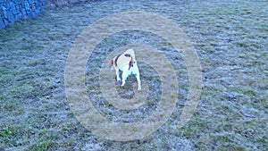 A dog on a walk in a dog park. Hound in a dog park. Beagle dog sniffing grass. Concept of playing dog, love for animals