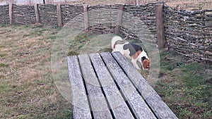 A dog on a walk in a dog park. Hound in a dog park. Beagle dog sniffing grass and peeing. Concept of playing dog, love