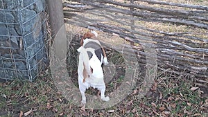 A dog on a walk in a dog park. Hound in a dog park. Beagle sniffing grass. Canine trying to climb over a wooden fence