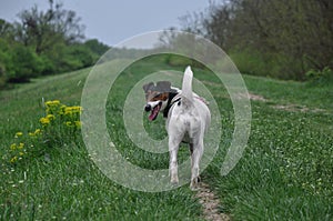 Dog walk on the meadow.