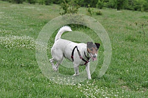 Dog walk on the meadow.