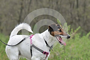 Dog walk on the meadow.