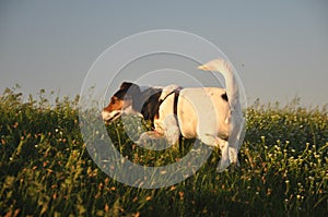 Dog walk on the meadow.