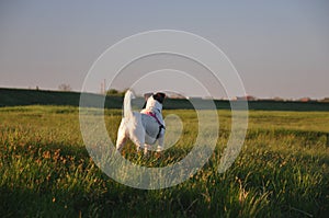 Dog walk on the meadow.