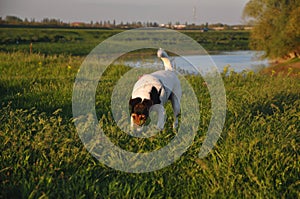 Dog walk on the meadow.