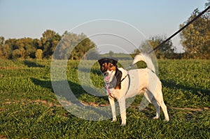 Dog walk on the meadow.