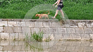 Dog walk near a river