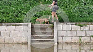 Dog walk near a river