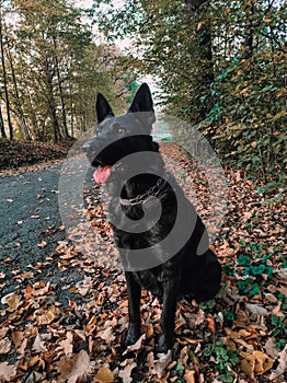 Dog on the walk in park, Black German Shepherd