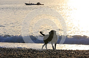 Dog walk sea shore