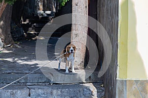 A dog on a walk in the summer in the village of Gurzuf.