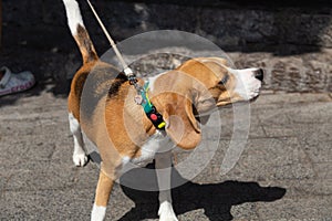 A dog on a walk in the summer in the village of Gurzuf.