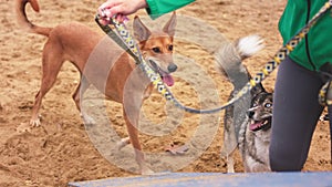 Dog walk. Young woman dog trainer holding 2 dogs on the leash and teaching them to climb the obsticle