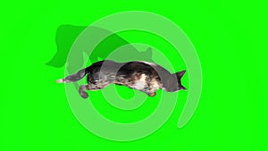 Dog Walkcycle and Sniffs Top Green Screen 3D Rendering Loop Animation