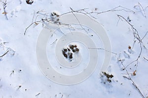 The dog walked in the snow and left its tracks