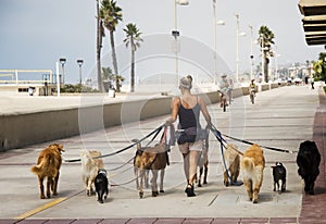 El perro un caminante 