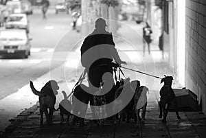 A dog walker in Buenos Aires