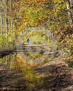 Dog walker fall colors