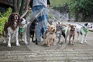 Dog Walker