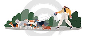 Dog walker leading mixed breed doggies group. Woman, pet sitter going with many puppies on leash. Different animals and