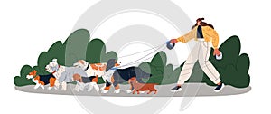 Dog walker leading mixed breed doggies group. Woman, pet sitter going with many puppies on leash. Different animals and photo