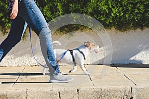 Dog walker strides with his pet on leash while walking at street pavement