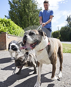 Dog walker walking dogs along suburban street