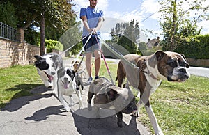 Dog walker walking dogs along suburban street