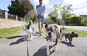 Dog walker walking dogs along suburban street