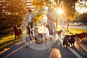 Dog walker at work. Dog walker walking with a group dogs in the park