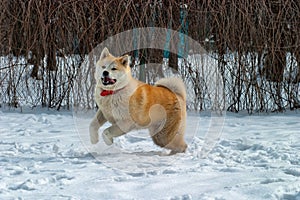 Akita Inu dog paying and jumping  photo