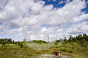 Dog walking in a abandoned drive inn CinÃÂ©-Parc Laval closed down in 2004 photo