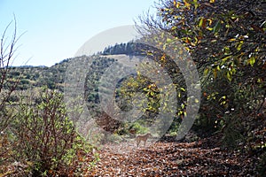 Dog walking along a path with autumn leaves in the middle of a forest with a blue sky in the background