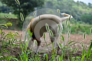 Dog walking along a path of a house