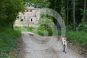 Dog walking along a path of a house