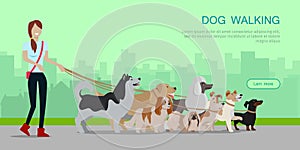 Dog Walking Banner. Woman Walk with Different Dogs